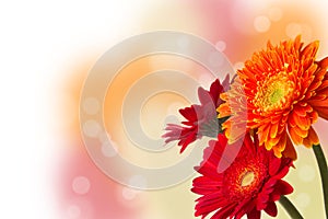 Three colourful Gerbera daisies with bokeh