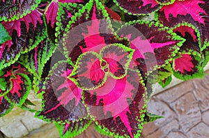 Three colours plant - the coleus blumei benth