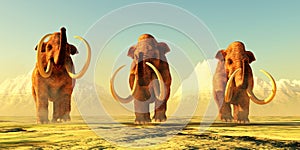 Three Columbian Mammoths