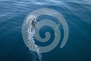 Three common bottlenosed dolphins swimming underwater near Port Hueneme off the California coast in USA