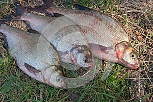 Three common bream fish on green grass. Catching freshwater fish
