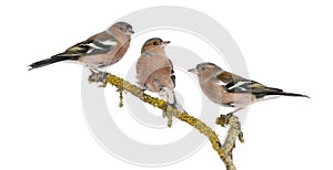 Three Common Chaffinch on a branch, Fringilla coelebs photo