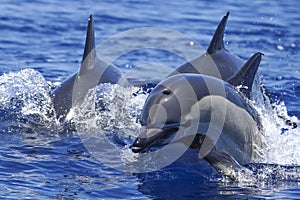 Three common dolphin, Delphinus delphis jumping photo