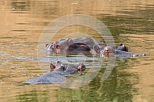 Three common hippos sleeping in water