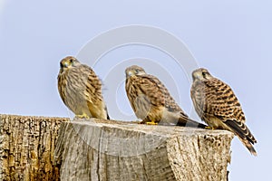 Three Common Kestrel (Falco Tinnunculus) siblings waiting on top of a tree for parents, taken in London