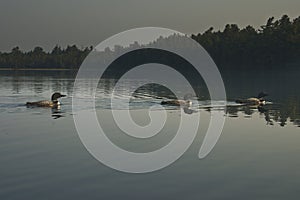 Three Common Loons on a North Woods Lake