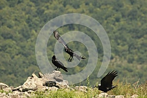 Three Common Ravens Corvus corax sitting on the rocks and flying around