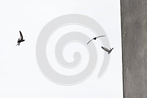 Common swifts apus apus photo