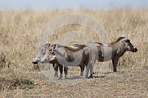 Three Common Warthogs