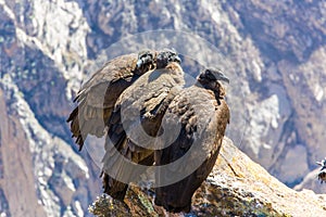 Three Condors at Colca canyon sitting,Peru,South America.