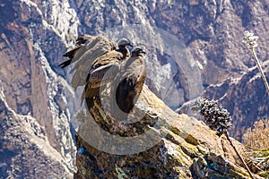 Three Condors at Colca canyon sitting, Peru, South America. This is a condor the biggest flying bird on earth