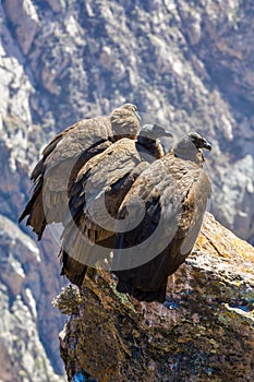 Three Condors at Colca canyon sitting, Peru, South America. This is a condor the biggest flying bird on earth