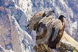 Three Condors at Colca canyon sitting,Peru,South America. This is a condor the biggest flying bird on earth