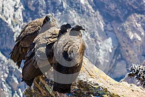 Three Condors at Colca canyon sitting,Peru,South America. This is a condor the biggest flying bird on earth