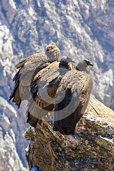 Three Condors at Colca canyon sitting,Peru,South America. This is a condor the biggest flying bird on earth