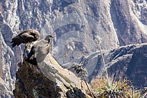 Three Condors at Colca canyon sitting,Peru,South America. This is a condor the biggest flying bird on earth