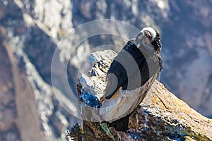 Three Condors at Colca canyon sitting,Peru,South America. This is a condor the biggest flying bird on earth