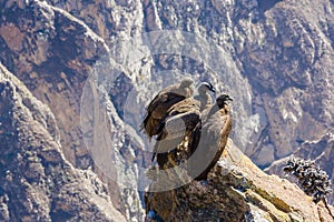 Three Condors at Colca canyon sitting,Peru,South America. This is a condor the biggest flying bird on earth