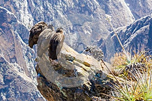 Three Condors at Colca canyon sitting,Peru,South America. This is a condor the biggest flying bird on earth