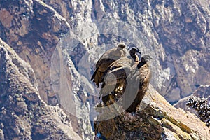 Three Condors at Colca canyon sitting,Peru,South America. This is a condor the biggest flying bird on earth