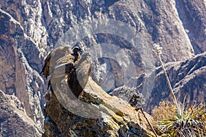 Three Condors at Colca canyon sitting,Peru,South America. This is a condor the biggest flying bird on earth