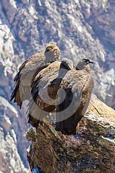 Three Condors at Colca canyon sitting,Peru,South America. This is a condor the biggest flying bird on earth