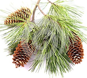 Three cones on the christmas branch