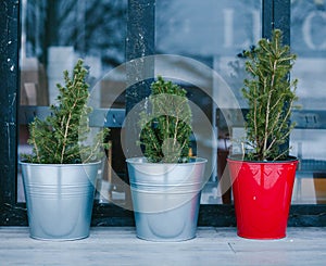 Three Coniferous Thuja Trees in Big Pots