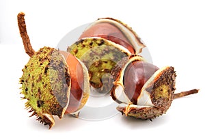 Three conkers isolated on a white background.