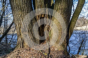 Three connected trees close up