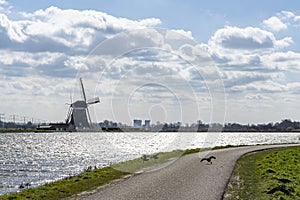 Three coots are fighting on the cycle path along the lake De Rottemeren near windmill Tweemanspolder nr 4 on a sunny and windy day