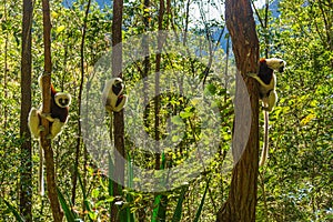 Three Coquerel sifaka holding on a tree