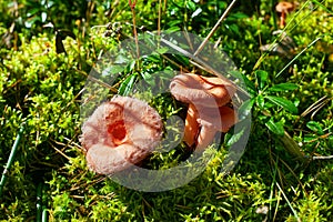Three coral milky cap mushrooms on green moss background grow in forest close up, Lactarius torminosus beautiful edible mushrooms