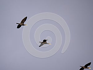 Three cormorants flying in front of a blue sky