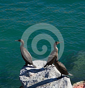 Three cormorants resting at St Francis Bay harbour