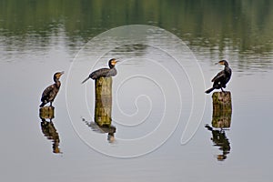 Three cormorants on wooden pilings