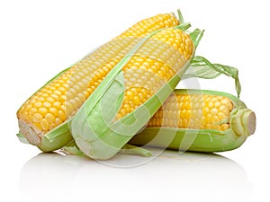 Three corn cob isolated on white background photo