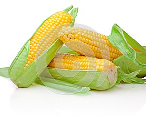 Three corn cob isolated on white background