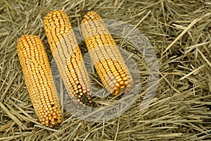 Three corn cobs
