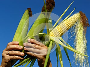 Three corn cobs