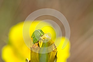 Three-cornered Alfalfa Hopper