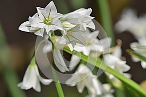 Three cornered garlic allium triquetrum