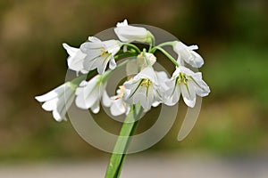 Three cornered garlic allium triquetrum