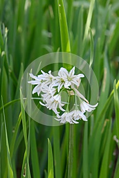 Three-cornered garlic Allium triquetrum, flowers