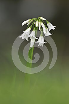 Three-cornered Leek
