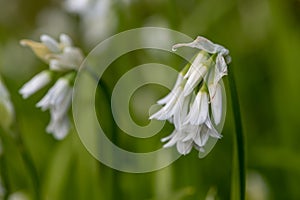 Three cornered leek allium triquetrum flower