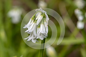 Three cornered leek allium triquetrum flower