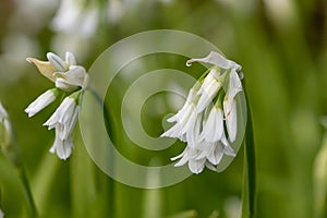 Three cornered leek allium triquetrum flower