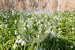 Three cornered leek allium triquetrum flowers