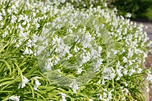 Three cornered leek allium triquetrum flowers